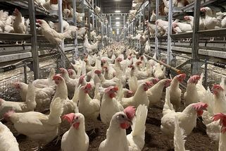 Ve velkochovu slepic na Havlíčkobrodsku veterináři potvrdili ptačí chřipku - Seznam Zprávy